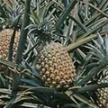 Pineaple